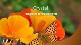  Presentation with butterflies - Slides enhanced with butterflies on flowers background and a tawny brown colored foreground