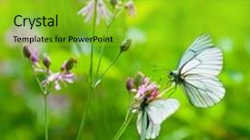  Presentation with butterflies - Audience pleasing slide deck consisting of butterflies on the flower close up backdrop and a yellow colored foreground