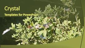  Presentation with butterflies - Theme consisting of butterflies on the green plant background and a tawny brown colored foreground