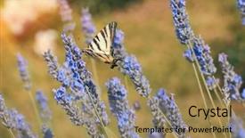  Presentation with butterfly - Amazing presentation theme having butterflies purple background - yellow swallowtail butterfly papilio multicaudata backdrop and a coral colored foreground