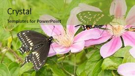  Presentation with pink-black - Amazing presentation having butterflies resting on pink clematis backdrop and a yellow colored foreground