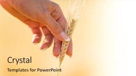  Presentation with wheat - Cool new slides with clouded yellow butterfly - girl's hand touch upon wheat backdrop and a blonde colored foreground