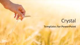  Presentation with wheat - PPT layouts with clouded yellow butterfly - girl's hand touch upon wheat background and a lemonade colored foreground
