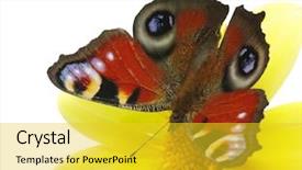  Presentation with monarch butterfly isolated on white - Beautiful presentation featuring butterfly and flower isolated backdrop and a yellow colored foreground