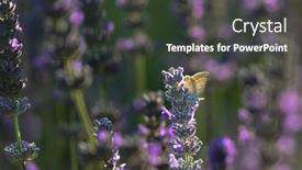  Presentation with butterfly colombia - Presentation theme featuring butterfly-and-lavenders-close-up background and a tawny brown colored foreground