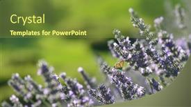  Presentation with butterfly - PPT theme enhanced with butterfly-and-lavenders-close-up background and a tawny brown colored foreground