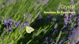  Presentation with butterfly - Presentation design with butterfly-and-lavenders-close-up background and a tawny brown colored foreground