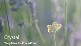  Presentation with butterfly - Slides consisting of butterfly-and-lavenders-close-up background and a gray colored foreground