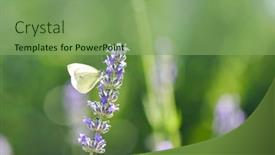  Presentation with meadow - PPT theme having butterfly-and-lavenders-close-up background and a seafoam green colored foreground