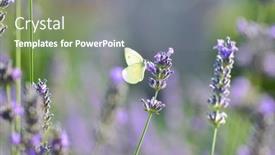  Presentation with butterfly - PPT theme with butterfly-and-lavenders-close-up background and a gray colored foreground