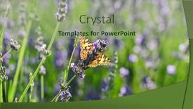  Presentation with butterfly - Slide deck enhanced with butterfly-and-lavenders-close-up background and a mint green colored foreground