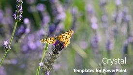  Presentation with meadow - Slide set having butterfly-and-lavenders-close-up background and a  colored foreground