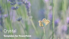  Presentation with butterfly - PPT layouts enhanced with butterfly-and-lavenders-close-up background and a  colored foreground