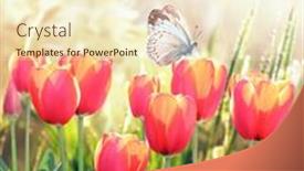  Presentation with red banner - Slides featuring butterfly-and-red-tulips background and a cream colored foreground