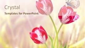  Presentation with red banner - PPT layouts consisting of butterfly-and-red-tulips background and a cream colored foreground
