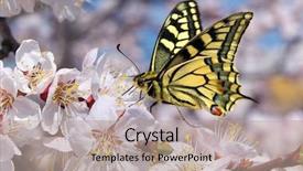  Presentation with butterfly - Amazing PPT theme having butterfly and white flower nature backdrop and a mint green colored foreground