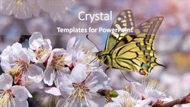  Presentation with lime green and white flower - Slide deck consisting of butterfly and white flower nature background and a  colored foreground