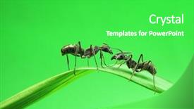  Presentation with ants - PPT theme having butterfly book - ants on a green grass background and a seafoam green colored foreground