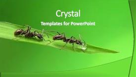  Presentation with ants - Cool new slides with butterfly book - ants on a green grass backdrop and a shamrock green colored foreground