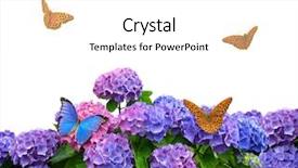  Presentation with white hydrangea - PPT theme with butterfly bush - hydrangea with butterflies on white background and a white colored foreground