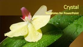  Presentation with crystal for drop of water on w - Slides enhanced with butterfly bush - orchid with water drops background and a tawny brown colored foreground