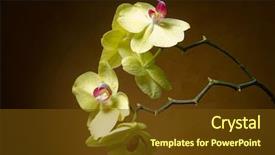  Presentation with water droplet drops on plant - Colorful slide deck enhanced with butterfly bush - orchid with water drops backdrop and a  colored foreground