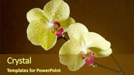  Presentation with water drops - Cool new PPT layouts with butterfly bush - orchid with water drops backdrop and a  colored foreground
