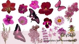 Presentation with white flowers - Presentation theme having butterfly bush - set of red color butterflies background and a coral colored foreground