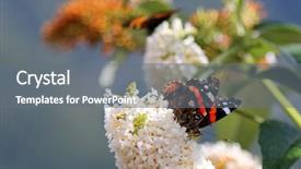  Presentation with red rose bush - PPT theme consisting of butterfly bush known as buddleja background and a gray colored foreground