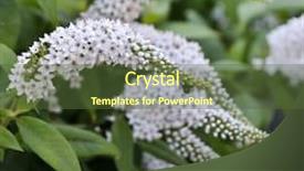 Presentation with white flowers - Cool new slide deck with butterfly bush with white flowers backdrop and a  colored foreground