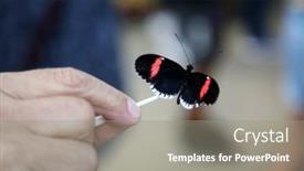  Presentation with orange butterfly - Presentation enhanced with butterfly-butterflies-enjoy-life background and a gray colored foreground