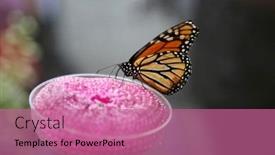  Presentation with orange butterfly - PPT layouts featuring butterfly-butterflies-enjoy-life background and a coral colored foreground