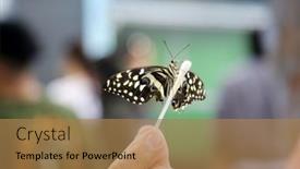  Presentation with museum exhibit - PPT theme consisting of butterfly-butterflies-enjoy-life background and a coral colored foreground