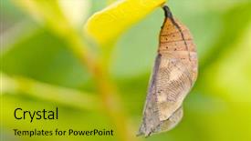  Presentation with chrysalis - PPT theme with butterfly chrysalis of nymphalidae hanging background and a gold colored foreground