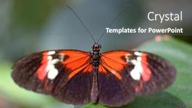  Presentation with green leaf - Colorful PPT theme enhanced with butterfly-close-up backdrop and a  colored foreground