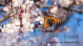  Presentation with white flowers - Beautiful slides featuring butterfly-closeup-on-a-white backdrop and a light blue colored foreground