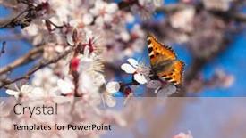  Presentation with white flowers - Slide deck consisting of butterfly-closeup-on-a-white background and a  colored foreground