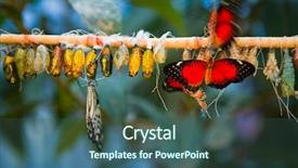 Presentation with butterfly - Slides having butterfly coccon - birth of butterflies from cocoons background and a ocean colored foreground