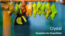  Presentation with butterfly - Audience pleasing theme consisting of butterfly coccon - birth of butterflies from cocoons backdrop and a ocean colored foreground