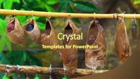  Presentation with butterflies - Beautiful slide deck featuring butterfly coccon - birth of butterflies from cocoons backdrop and a tawny brown colored foreground