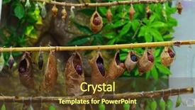  Presentation with maori birth - Beautiful presentation theme featuring butterfly coccon - birth of butterflies from cocoons backdrop and a tawny brown colored foreground