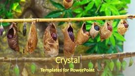  Presentation with butterflies - Amazing theme having butterfly coccon - birth of butterflies from cocoons backdrop and a tawny brown colored foreground