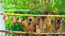  Presentation with butterflies - Slide deck with butterfly coccon - birth of butterflies from cocoons background and a shamrock green colored foreground