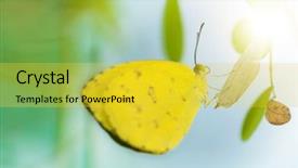  Presentation with grass - Amazing theme having butterfly coccon - close up desjardins grass yellow backdrop and a yellow colored foreground