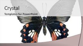  Presentation with mormon - Colorful presentation theme enhanced with butterfly coccon - common mormon papilio polytes romolus backdrop and a white colored foreground
