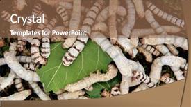  Presentation with eating - Amazing PPT theme having butterfly coccon - many silkworms eating mulberry leaves backdrop and a violet colored foreground
