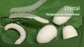  Presentation with silkworm - Colorful slide set enhanced with three flavored smoothies in jars including kiwi strawberry and blueberry backdrop and a tawny brown colored foreground