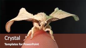  Presentation with silk - Amazing PPT layouts having butterfly coccon - silk on humans finger backdrop and a tawny brown colored foreground