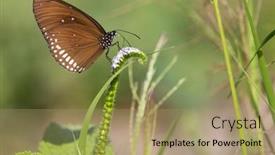  Presentation with crow - PPT theme having butterfly-common-indian-crow-euploea background and a coral colored foreground