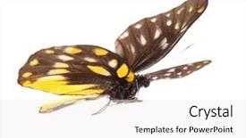  Presentation with monarch butterfly isolated on white - Cool new presentation theme with butterfly delias sanaca perspicua isolated backdrop and a  colored foreground
